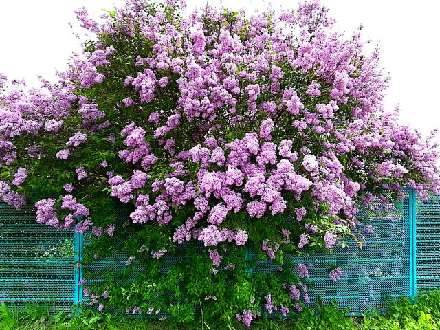 foto 2025 05 12 08 58 002