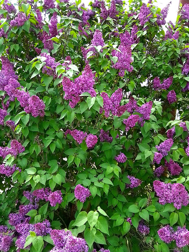 foto 2025 05 12 08 58 003
