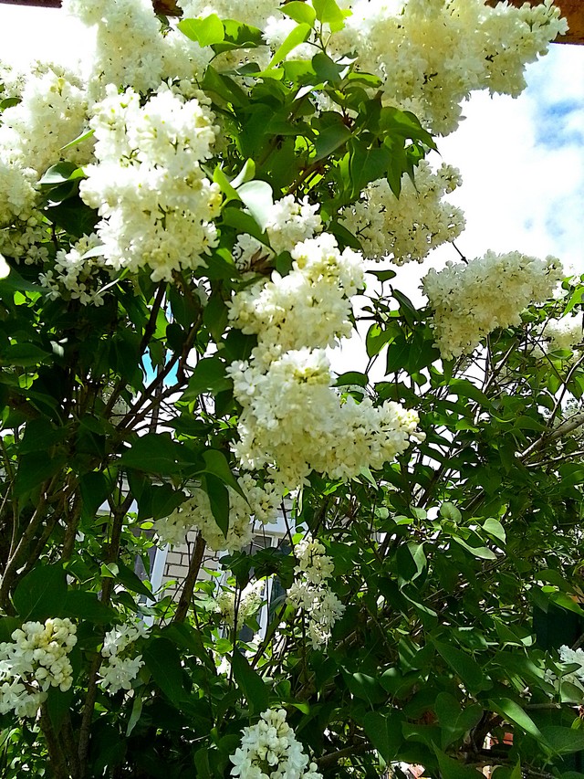 foto 2025 05 12 08 58 006